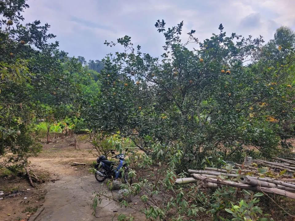 Đất nông nghiệp 2ha tại Bãi Cháy, Hạ Long - Đầu tư cam đã thu hoạch!