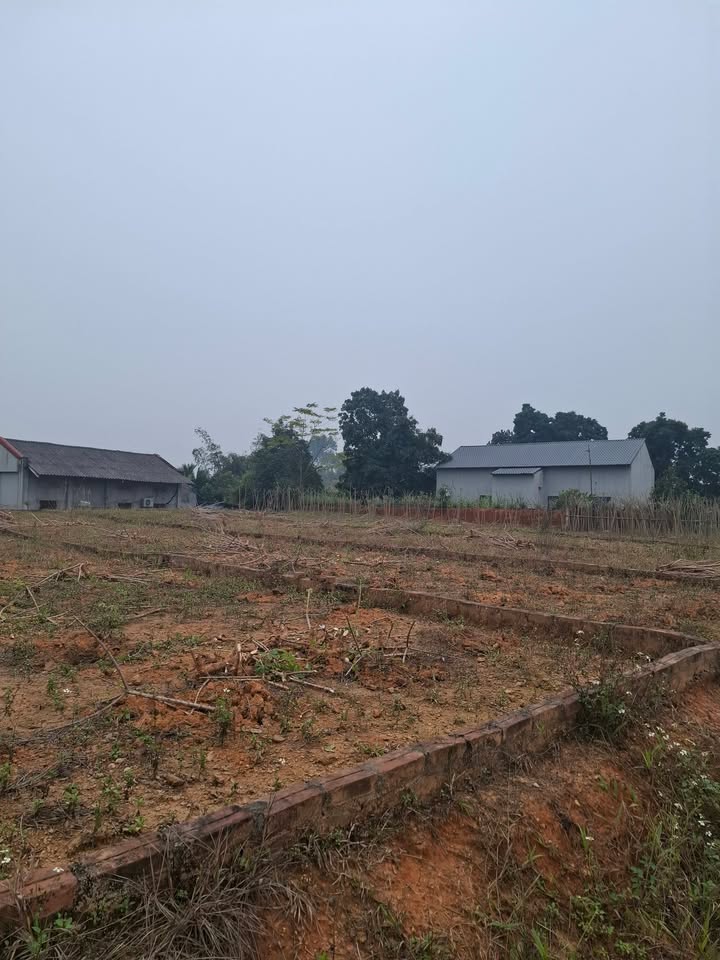 Đất thổ cư Xã Thọ Văn, Huyện Tam Nông 160m² giá chỉ 300 triệu - Cơ hội hiếm có!