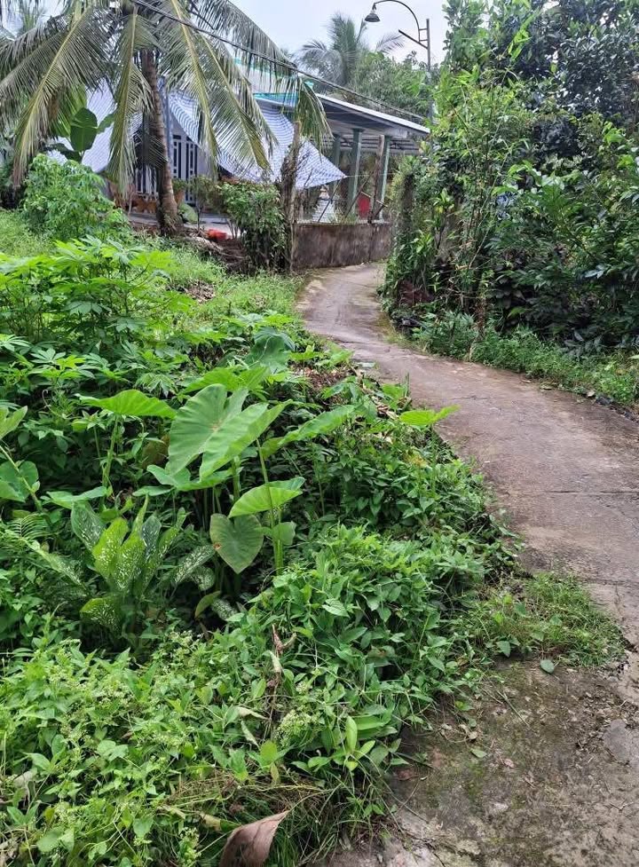 Đất nền xã Thanh Hòa, Thị xã Cai Lậy 80m² giá 250 triệu - Cơ hội đầu tư tuyệt vời!