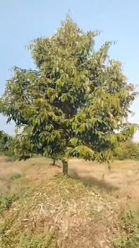 Đất farm 11 công sầu riêng Monthon tại Mỹ Trung, Tiền Giang - Giá chỉ 5.94 tỷ!