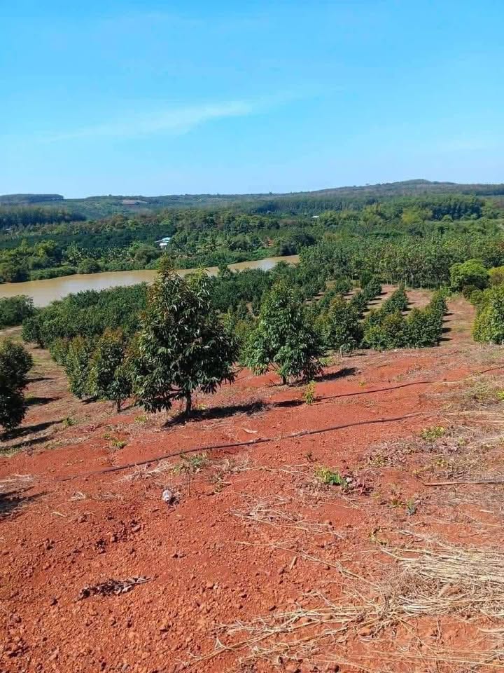 Đất nông nghiệp Bù Gia Mập 15ha giá 16 tỷ - Tiềm năng sinh lời cao!