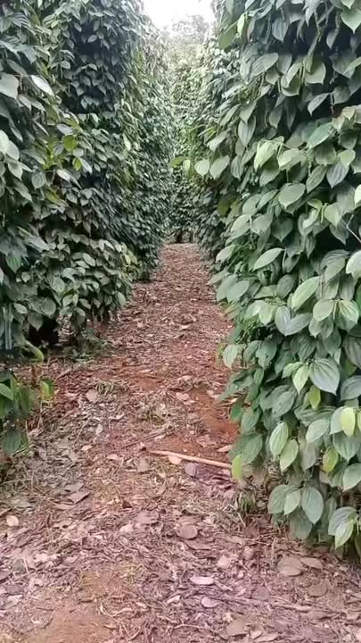 Đất nền 19.000m² tại xã Quảng Sơn, Đăk Glong - Giá chỉ 3.7 tỷ - Cơ hội đầu tư tuyệt vời!