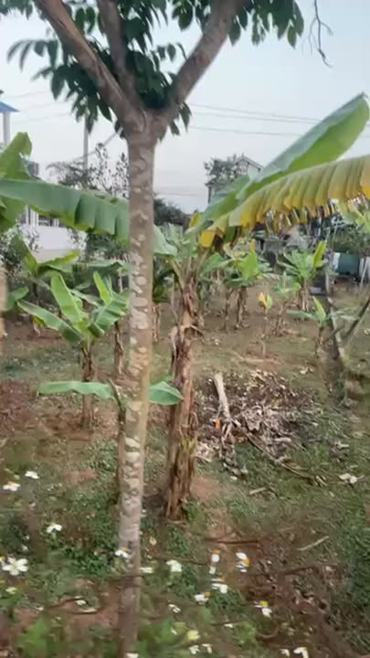 Đất khối Tân Minh, Xã An Hòa, Huyện Quỳnh Lưu 196m² giá 1 tỷ - Sổ đỏ chính chủ, đầu tư sinh lời!