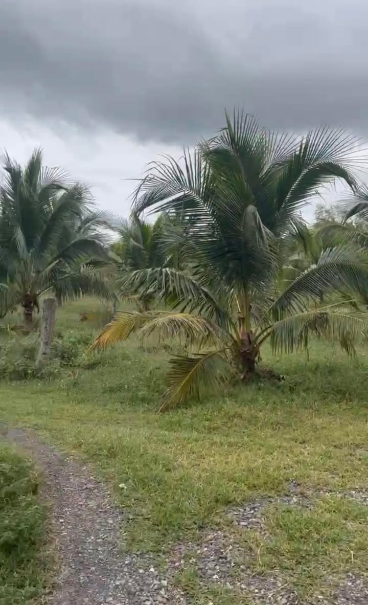 Đất 7 sào Hồng Sơn, Hàm Thuận Bắc 1,6 tỷ - Sổ hồng chính chủ!