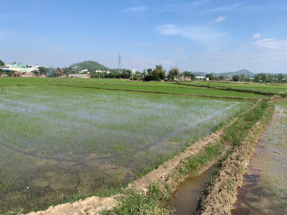 Đất nông nghiệp 4 Sào tại Nhơn Bình - Giá chỉ 100 triệu/sào, pháp lý rõ ràng!
