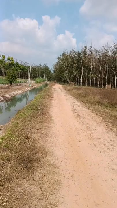 Đất nền tại xã Trà Vong, huyện Tân Biên 13,000m² giá 1.131 tỷ - Đầu tư sinh lời tốt!