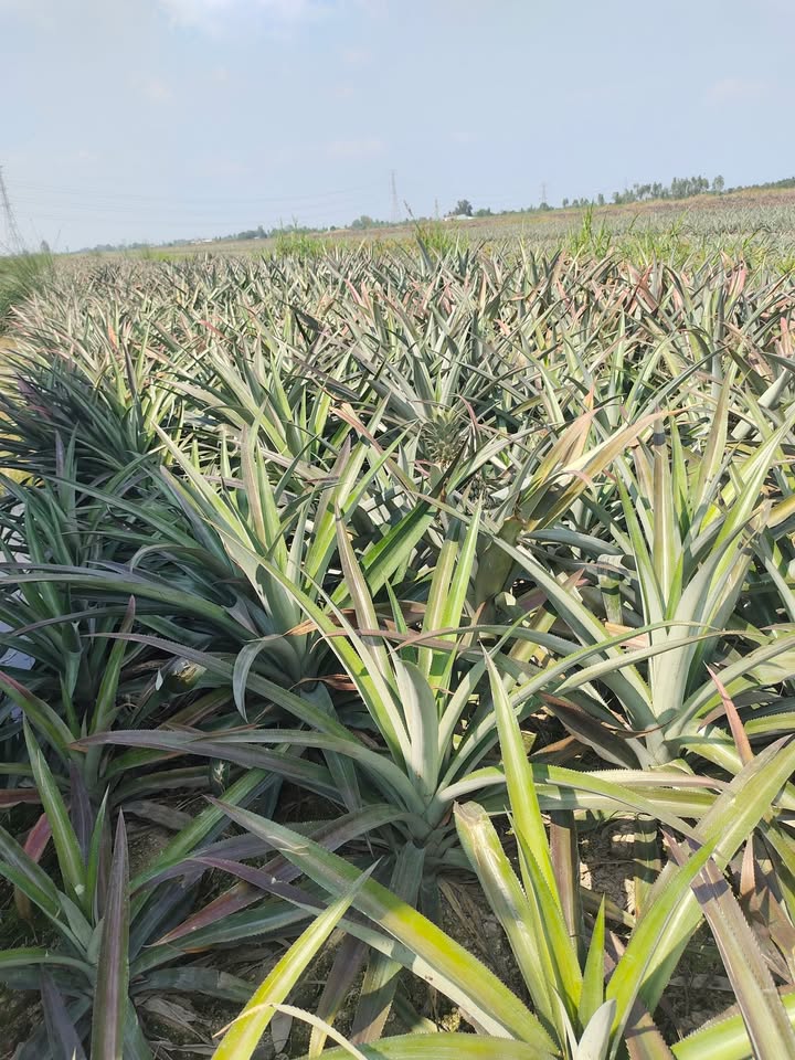 Đất nông nghiệp Hưng Thạnh, Tân Phước 10.000m² giá 180 triệu - Sổ hồng riêng