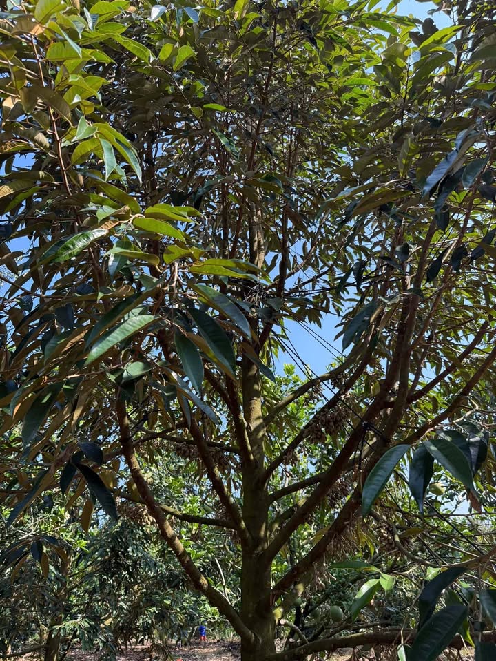 Farm cho thuê tại Xã Phú Thịnh, Đồng Nai - 197 cây sầu Thái, giá 1,8 tỷ/10 năm