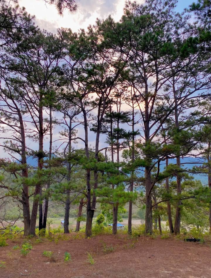 Đất nền 1.000m² tại Tà Năng - Giá cực mềm, cơ hội đầu tư hấp dẫn!