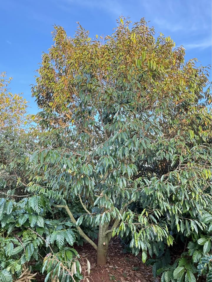 Đất nền Farm Ea Kar 1,1ha giá 4 tỷ - Cơ hội đầu tư hấp dẫn!