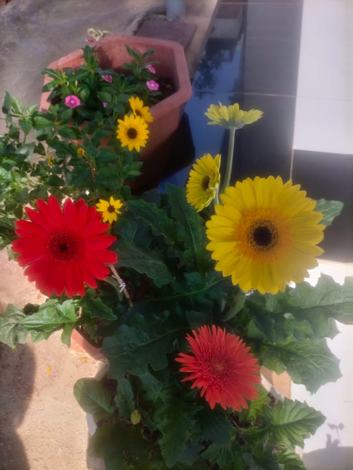 Nhà mặt tiền đường Quang Trung, Hoài Tân 125m² - Kinh doanh thuận lợi!