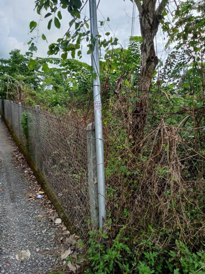 Đất thổ cư 4.000m² tại Tân Phú Trung, Châu Thành - Phù hợp đầu tư lâu dài!