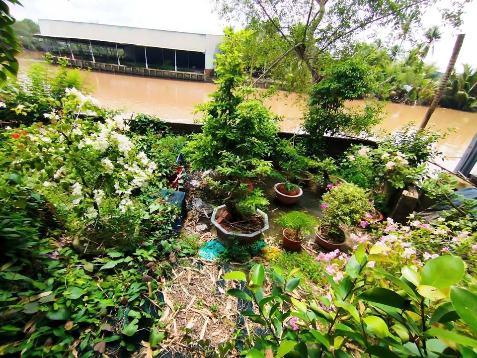 Đất nền 197m² tại xã Tân Hội, Mỏ Cày Nam giá 650 triệu - Cơ hội đầu tư tiềm năng!