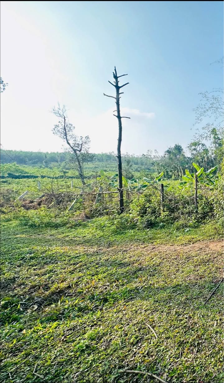 Đất thổ cư xã Việt Tiến 918m² giá chỉ 1 tỷ - Cơ hội đầu tư tuyệt vời!