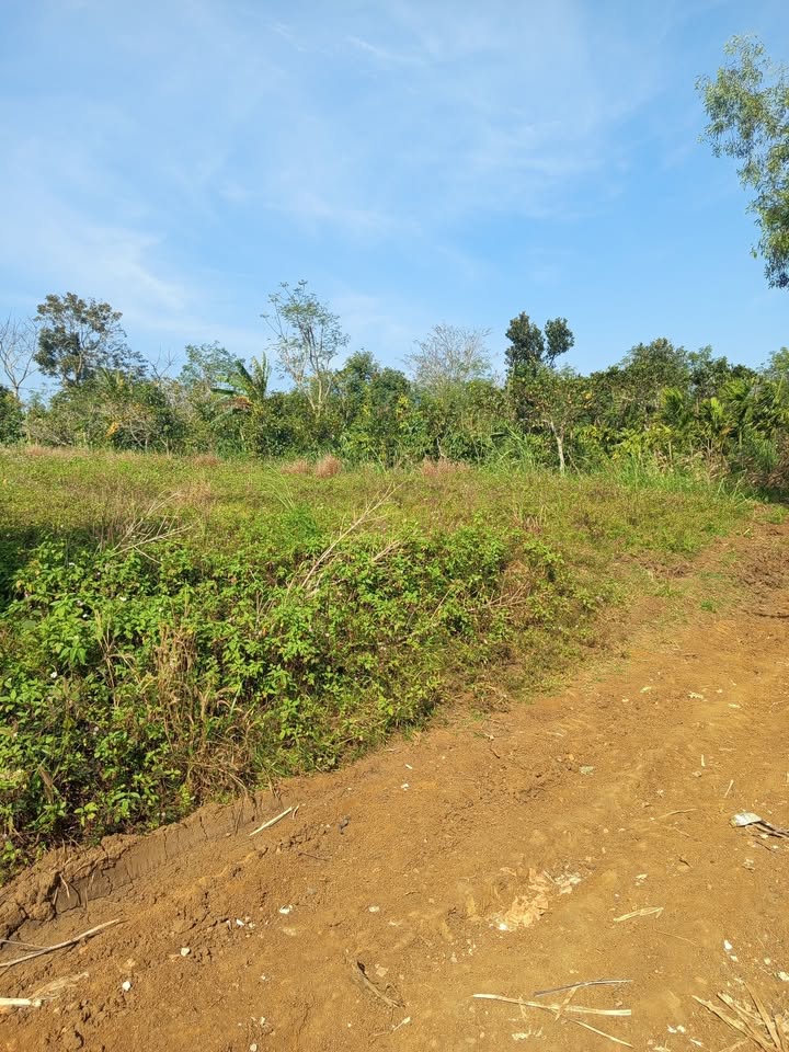 Lô đất 3 sào tại thị trấn Ea Kar, Đắk Lắk giá 595 triệu - Đầu tư lý tưởng!