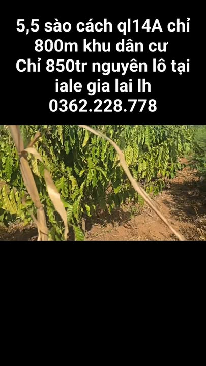 Farm đất 5.500m² tại Ia Pếch, Gia Lai - Chỉ 850 triệu, cơ hội đầu tư tuyệt vời!