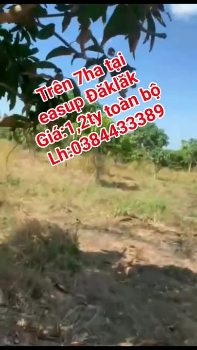 Farm 7ha tại Xã Ea Lê, Huyện Ea Súp - Giá chỉ 1.2 tỷ, cơ hội đầu tư hấp dẫn!