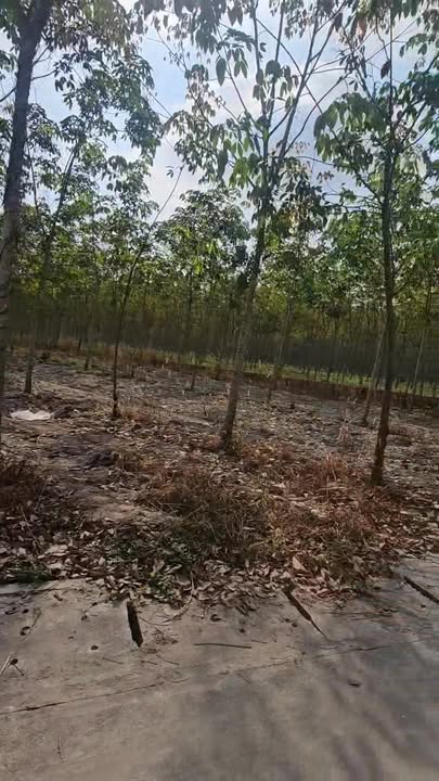 Đất thổ cư 200m² mặt tiền bê tông Tân Lập, 13.934m² giá 22 tỷ - Cơ hội đầu tư lý tưởng!