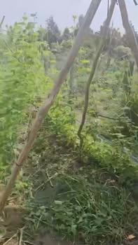 Đất nền 200m² tại Thị xã Cai Lậy, Tiền Giang chỉ 1.5 tỷ - Pháp lý rõ ràng!