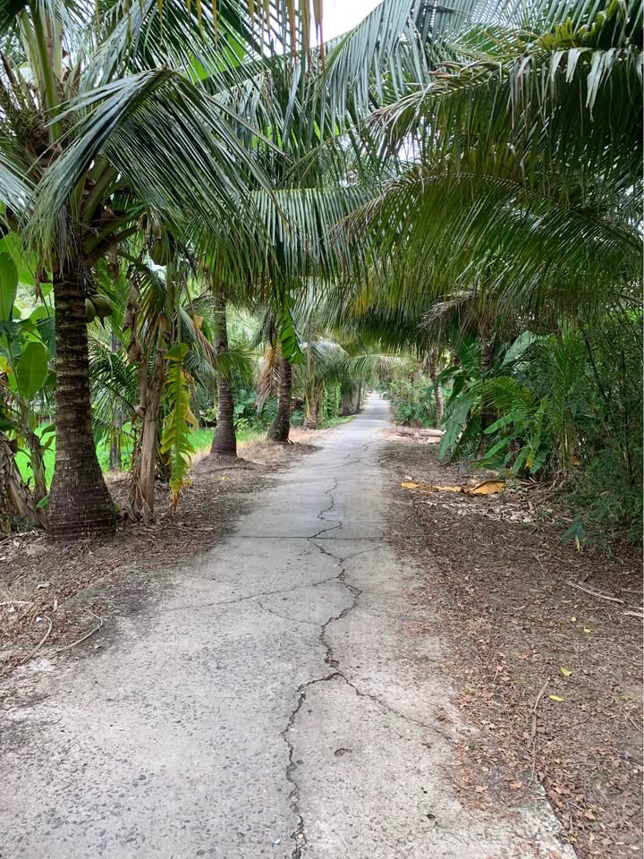 Đất vườn và lúa 6000m² tại Xã Hoả Tiến, Vị Thanh - Giá chỉ 1.05 tỷ!