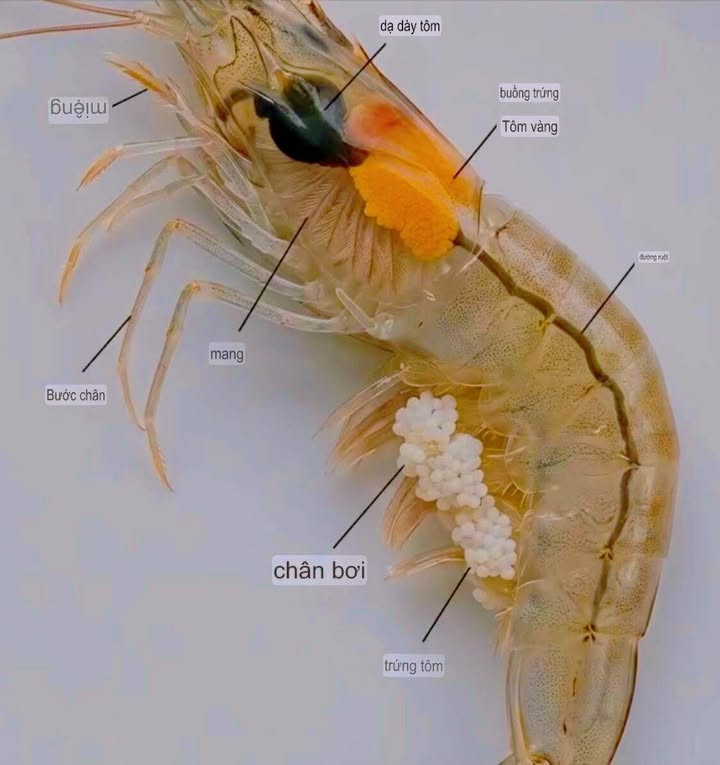 Đất thổ cư Xã Ea Ktur 180m² giá 2.7 tỷ - Sổ hồng đầy đủ!