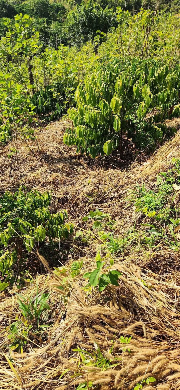 Đất nông nghiệp 9 sào tại Krông Nô, Đắk Lắk - Giá chỉ 800 triệu!