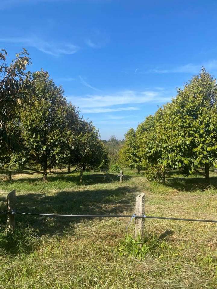 Farm 7ha tại Ia Pếch, Gia Lai giá 13 tỷ - Tiềm năng sinh lời cao!