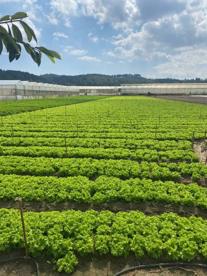 Đất thổ cư xã Quảng Lập, huyện Đơn Dương 3290m² giá 8.478 tỷ - Đầu tư sinh lời hấp dẫn!