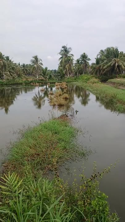 Đất nông nghiệp 8.000m² tại Ấp Cà Săng, Trà Cú - Giá chỉ 1.04 tỷ!