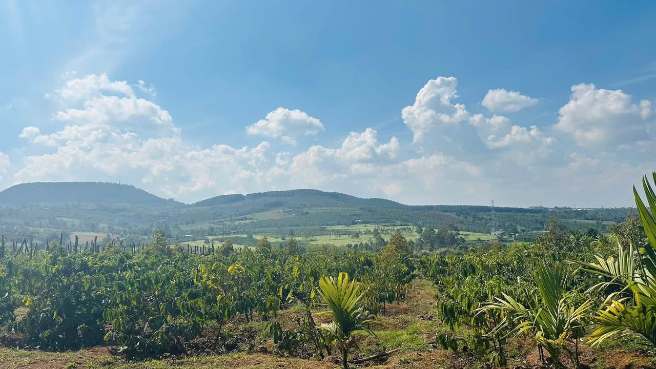 Đất liền kề Hẻm 1300 Trường Chinh 250m² - Giá rẻ, vị trí đẹp!