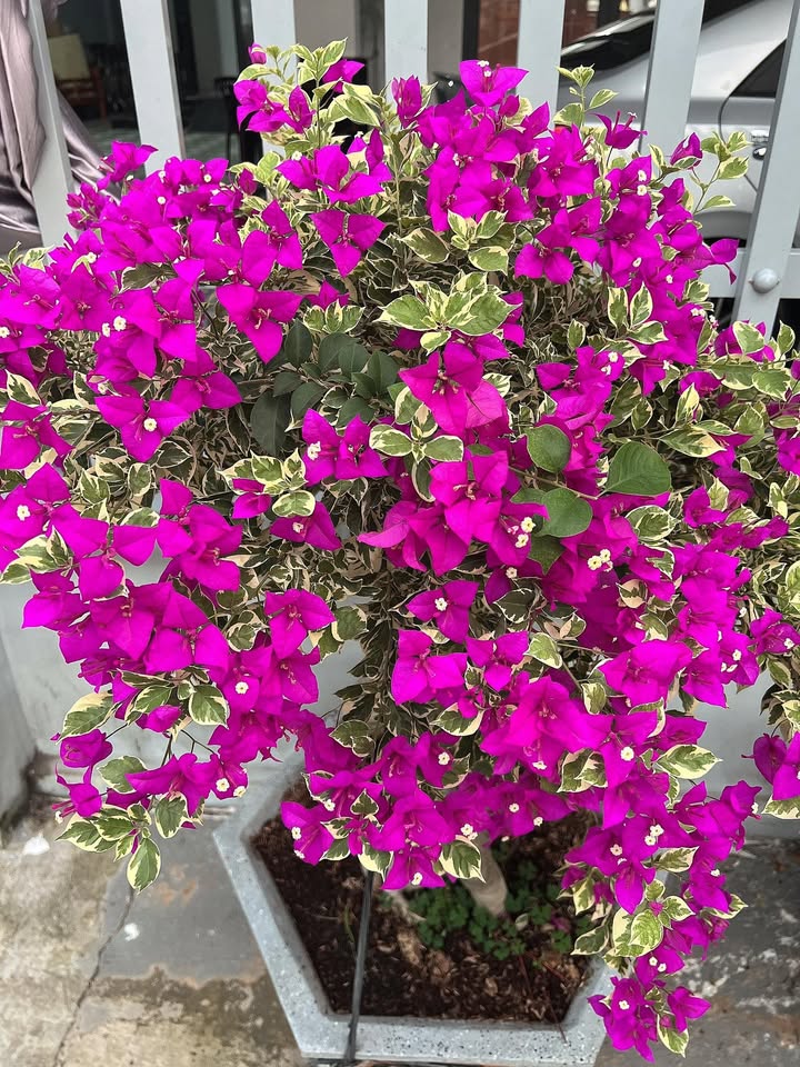 Đất hẻm Nguyễn Lương Bằng, Phường Long Hoa, 1000m² - Giá 745 triệu, Đầu tư sinh lời ngay!