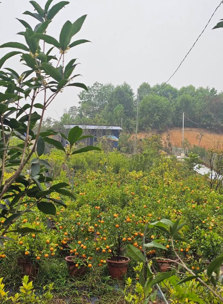 Đất Thịnh Đán 400m² giá 2 tỷ - Đầu tư sinh lời ngay!