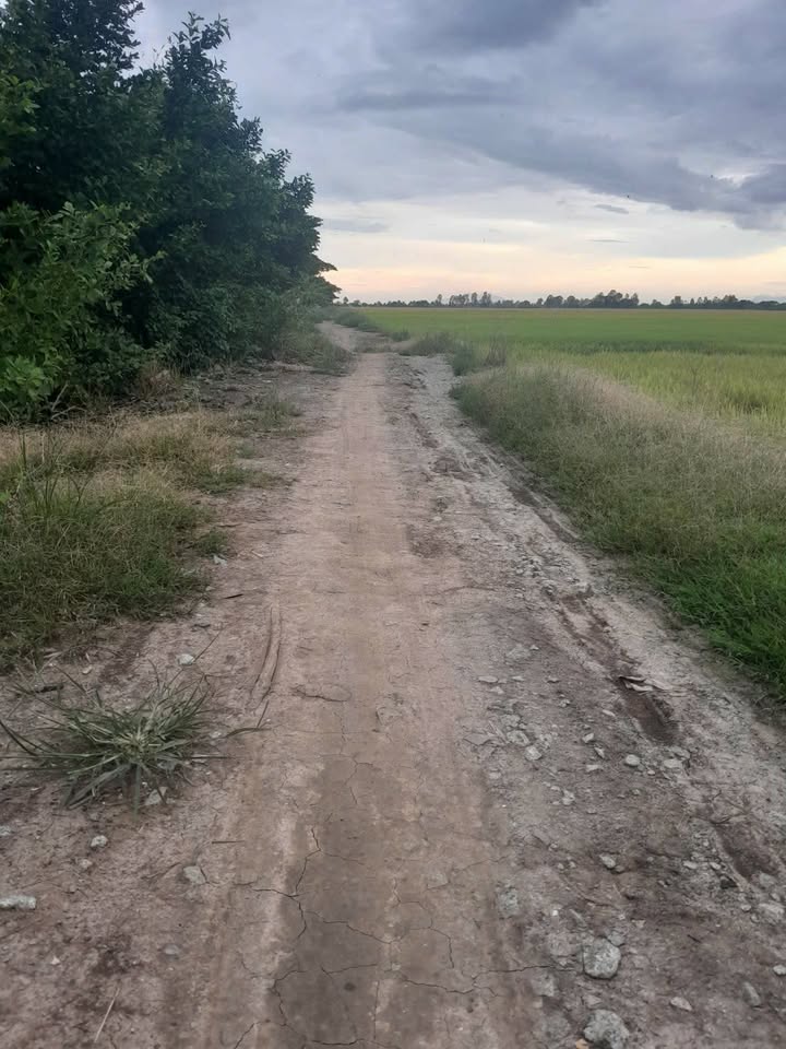 Đất nông nghiệp xã Thoại Giang, An Giang 60.000m² giá 8.1 tỷ - Cơ hội đầu tư hấp dẫn!