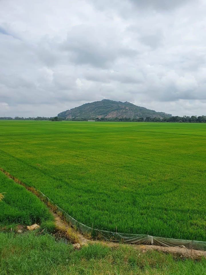 Đất ruộng 1000m² tại Núi Sam, Châu Đốc, giá chỉ 350 triệu - Cơ hội đầu tư tuyệt vời!