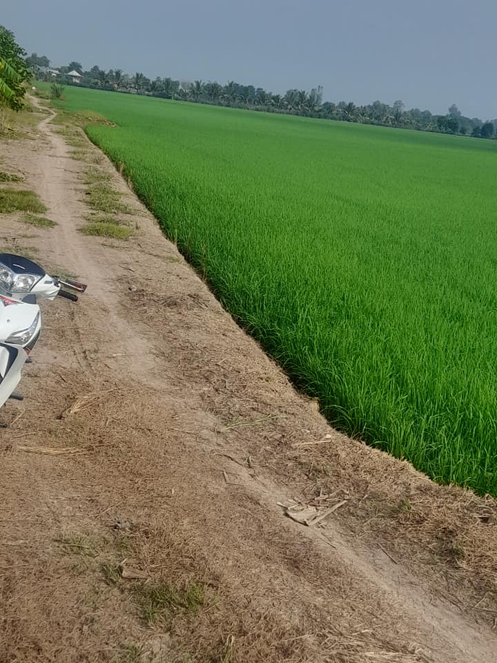 Đất ruộng Cần Đăng, Châu Thành, An Giang 30.000m² giá 3.9 tỷ - Sổ đỏ chính chủ