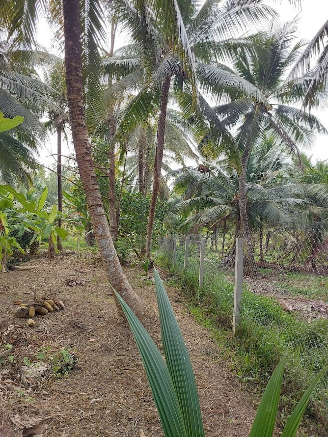 Đất mặt tiền Lộ Tam Dương, xã Tường Đa, 2000m² - Giá chỉ 2.5 tỷ, thương lượng!