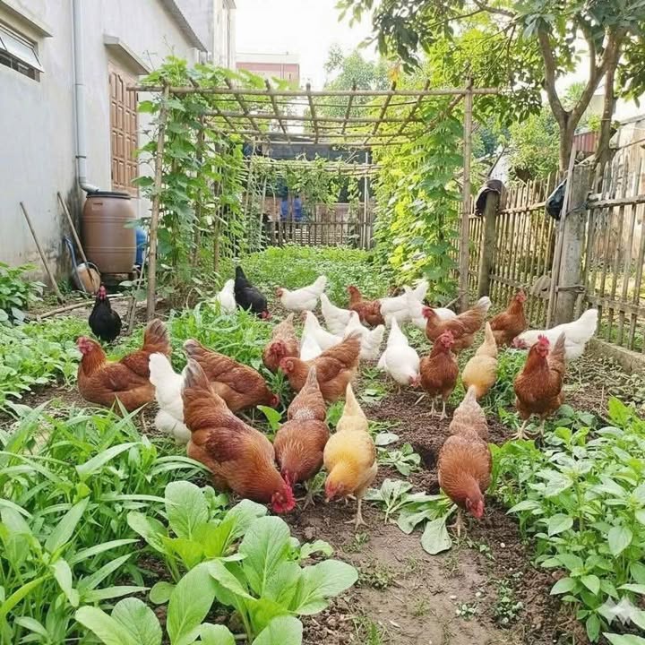 Đất nền Đông Mỹ - Thanh Trì 48m² giá 4.65 tỷ - Đầu tư sinh lời ngay!