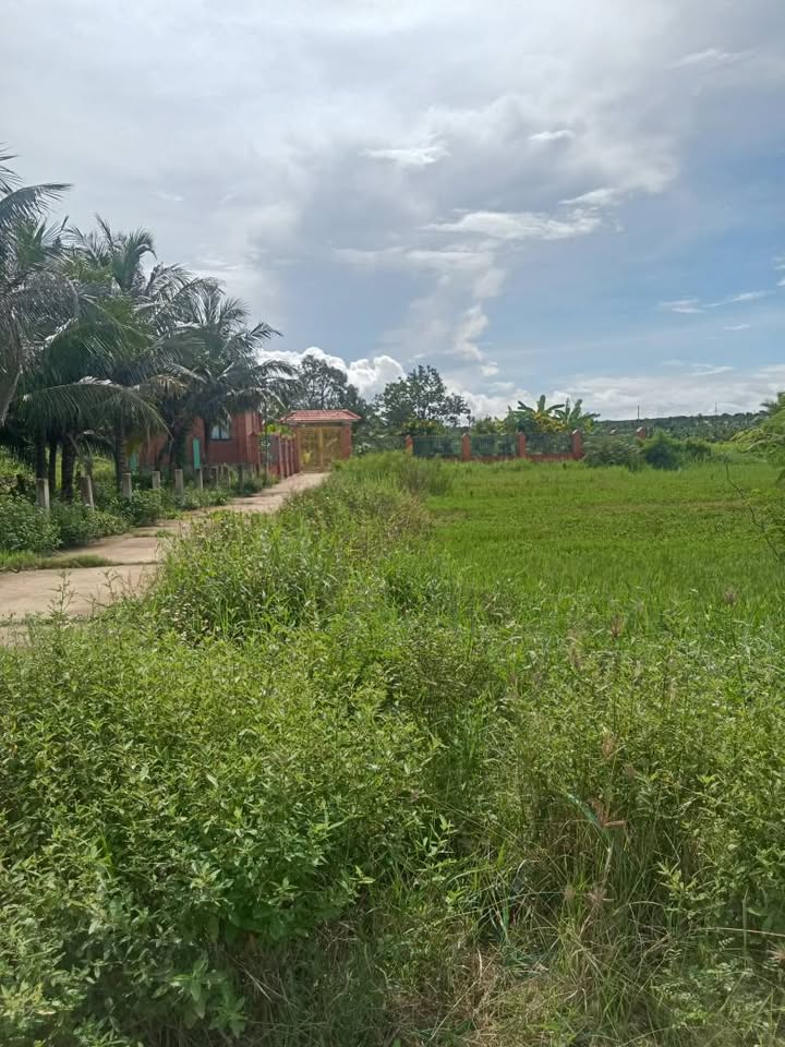 Đất nền thổ cư 1300m² tại Hàm Đức - Chỉ 1.39 tỷ, đầu tư sinh lời ngay!