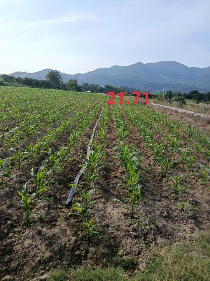 Đất lúa Cam Thành Bắc 4100m² giá 1.472 tỷ - Cơ hội đầu tư sinh lời!