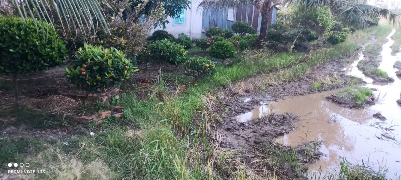 Công vườn ấp Trà Canh, Xã Thuận Hòa 1000m² giá chỉ 250 triệu - Cơ hội đầu tư hấp dẫn!