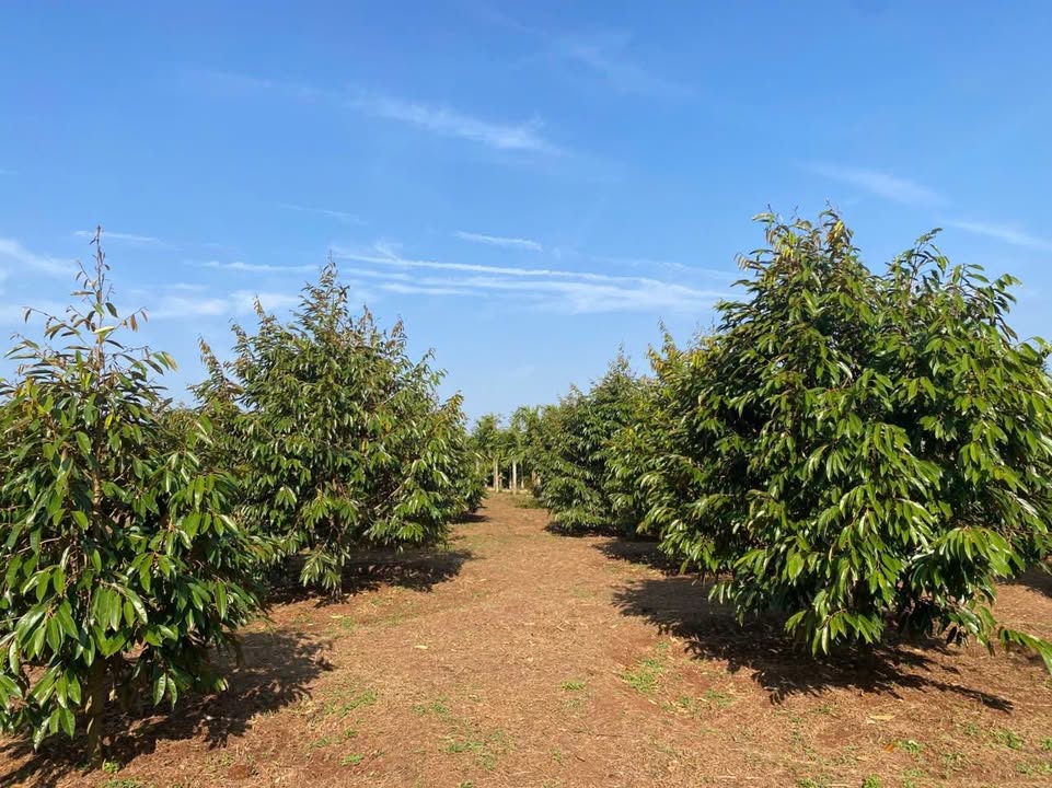 Đất nền Phường Tân An, Buôn Ma Thuột 3059m² - Cơ hội đầu tư tuyệt vời!