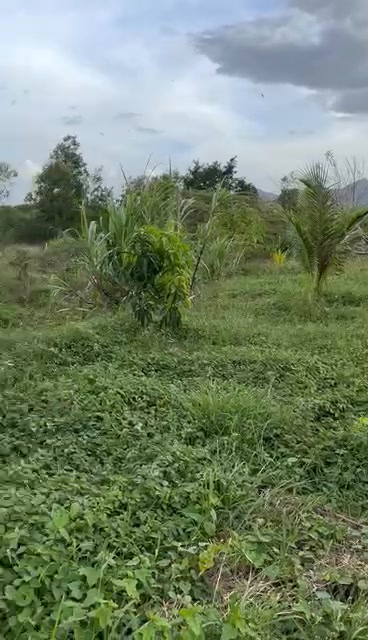 Đất nông nghiệp 5000m² tại Mỹ Đồng, Vạn Lương giá chỉ 400 triệu - Cơ hội đầu tư hấp dẫn!