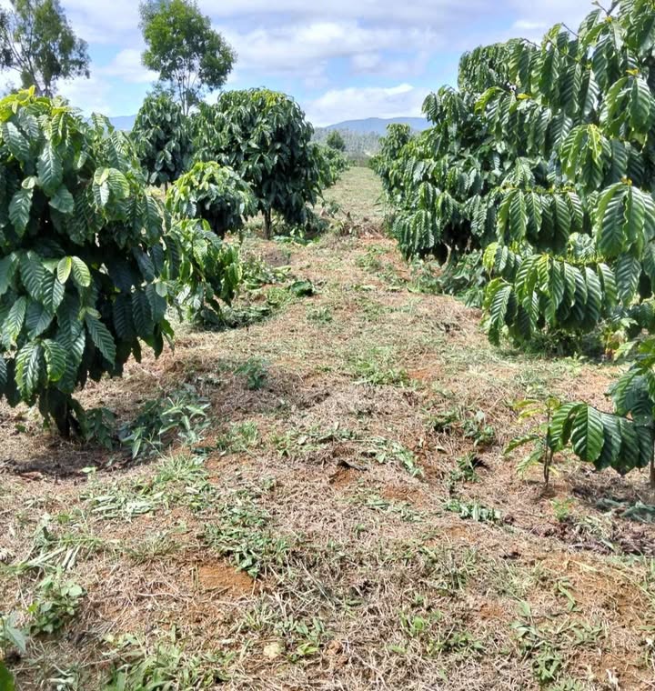 Đất vườn Bảo Lâm 1440m² giá 1.7 tỷ - Cơ hội đầu tư sinh lời!