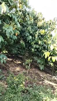 Đất nền 1,2ha tại xã Tân Lâm, Di Linh - Sổ đỏ chính chủ, giá 30 tỷ