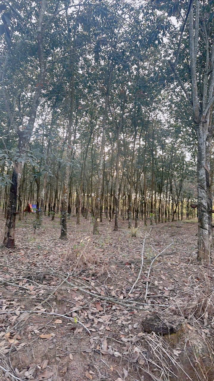 Đất nông nghiệp 6ha tại Thị xã Phước Long, Bình Phước - Giá tốt nhất khu vực!