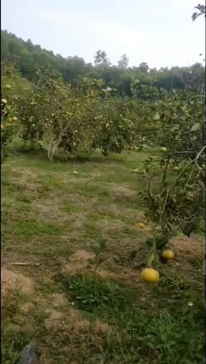 Đất rừng sản xuất tại Nghĩa Trung, 20,000m² - Pháp lý rõ ràng, đầu tư sinh lời!