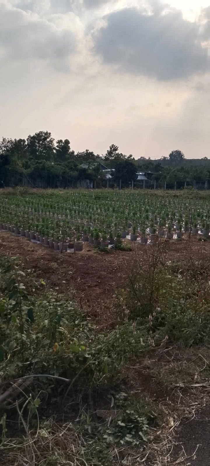 Đất thổ cư Nghĩa Thành, Châu Đức, 1200m² giá chỉ 2.2 tỷ - Đầu tư sinh lời ngay!