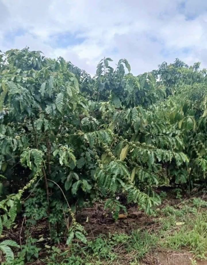 Đất vườn Hòa Ninh, Di Linh 1440m² giá 650 triệu - Thương lượng ngay!