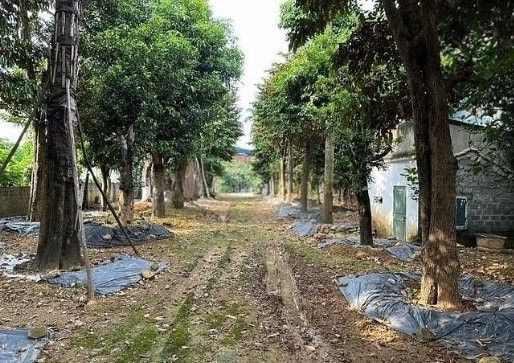 Đất thổ cư 650m² mặt đường QL 21A, xã Hòa Thạch, giá 6.3 tỷ - Cơ hội đầu tư tuyệt vời!