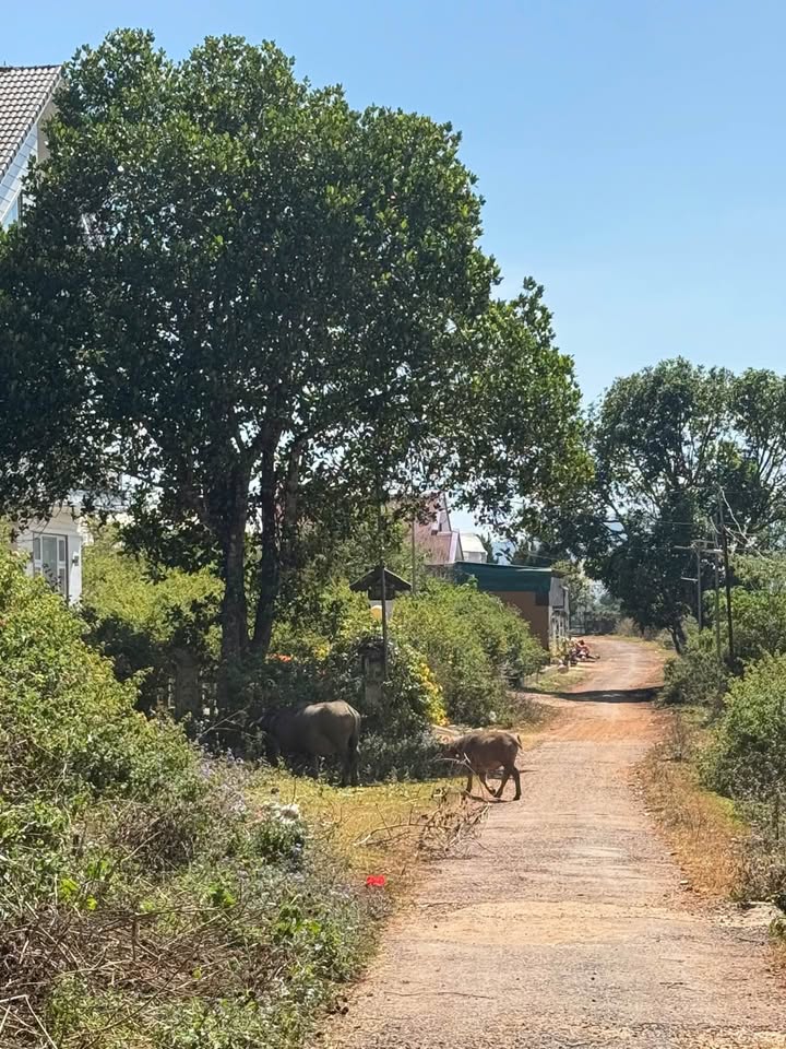 Đất nền hai mặt tiền đường Măng Lin, Đà Lạt 221m² giá 6 tỷ - Cơ hội đầu tư hấp dẫn!